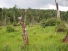 Beaver meadow along Wolf Pond inlet